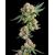Glue 31, Фасовка: 3